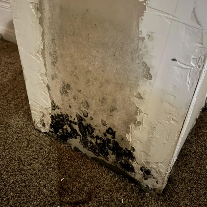 Professional Mold Removal in Calcasieu Parish, LA
